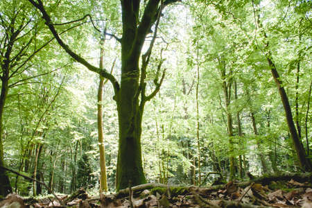 Paimpont legendary forest in Broceliande, Brittany, Franceの写真素材