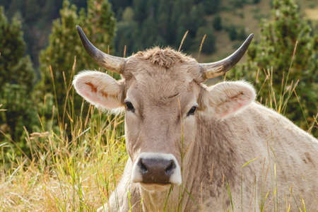 Cattle breeding in the mountainsの写真素材