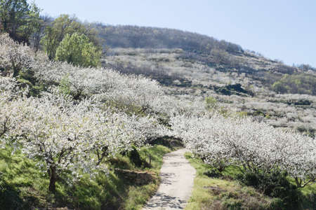 Springtime cherry blossoms landscape in Valle del Jerte, Spainの写真素材