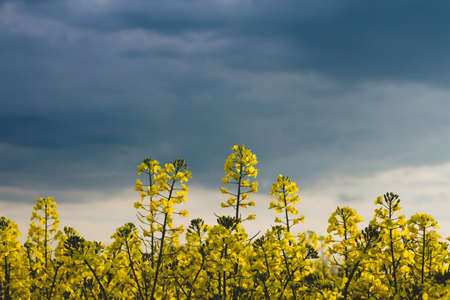 Rapeseed yellow flowers bloomingの写真素材