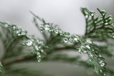 Water droplets on a thuja tree leaf