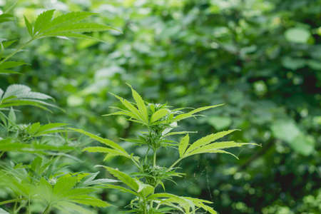Blossoming green cannabis plant close upの写真素材