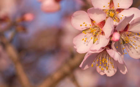 Almond tree flowers blooming in springの写真素材
