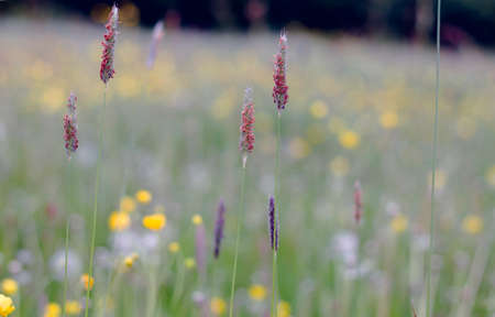 Marsh foxfail flowers blooming in springの写真素材