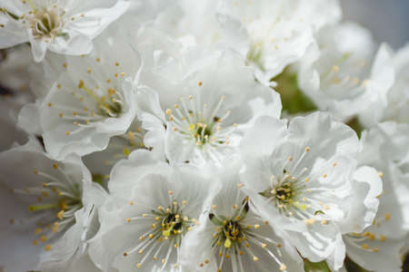 Springtime cherry blossoms white flowers close upの写真素材