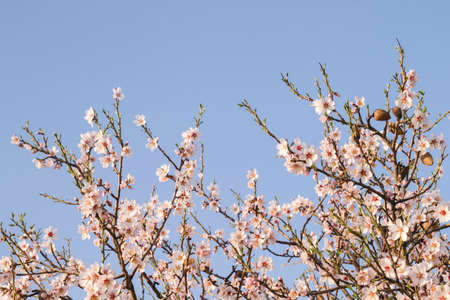 Almond tree blossoms white pinkish flowers blooming in springの写真素材