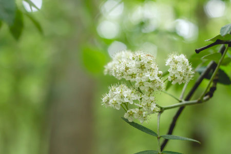 Sambucus nigra white flowers blooming in springtime