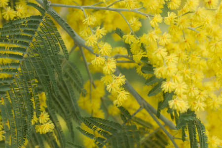Acacia dealbata yellow flowers close upの写真素材