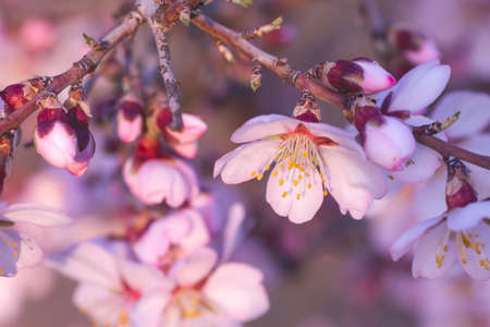 Almond tree blossoms white pinkish flowers blooming in springの写真素材