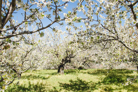 Springtime cherry blossoms landscape in Valle del Jerte, Spainの写真素材