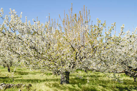 Springtime cherry blossoms landscape in Valle del Jerte, Spainの写真素材