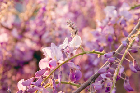 Wisteria purple flowers blooming in springの写真素材