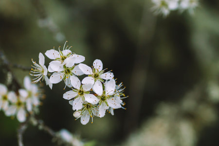 Hawthorn white flowers blooming in spring
