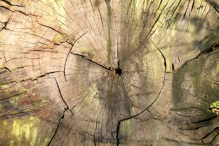 Old cracked wooden log textureの写真素材