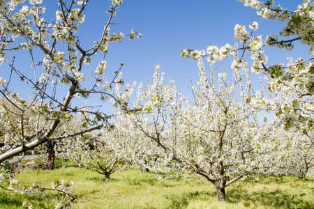 Springtime cherry blossoms landscape in Valle del Jerte, Spainの写真素材