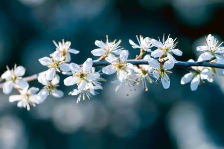 Hawthorn white flowers blooming in springの写真素材