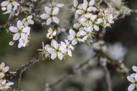 Hawthorn white flowers blooming in springの写真素材