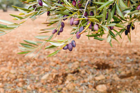 Detail of olive fruits ripening on the treeの写真素材