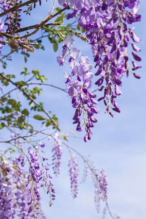 Wisteria purple flowers blooming in springの写真素材