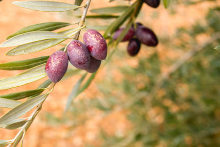 Detail of olive fruits ripening on the treeの写真素材