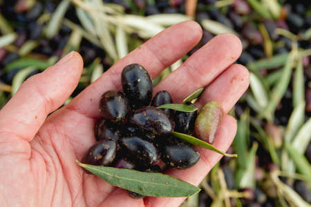A handful of ripe olivesの写真素材