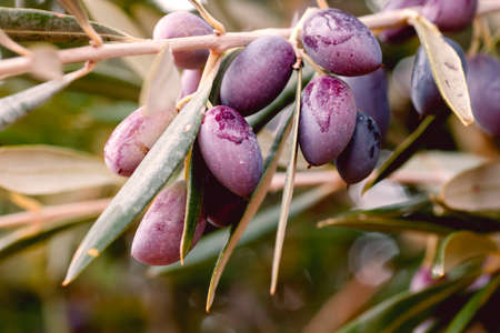 Detail of olive fruits ripening on the treeの写真素材