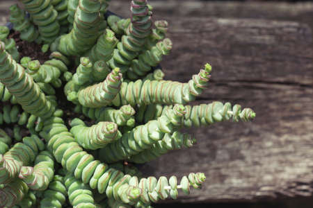 Crassula perforata succulent plant green foliage detailの写真素材