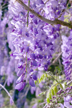 Wisteria purple flowers blooming in springの写真素材