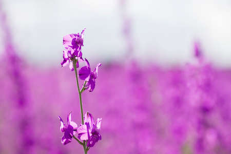 Delphinium or consolida ajacis purple flowers blooming in springの写真素材