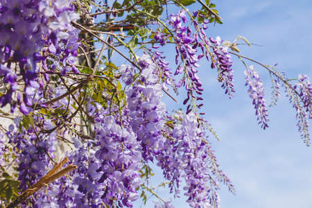 Wisteria purple flowers blooming in springの写真素材