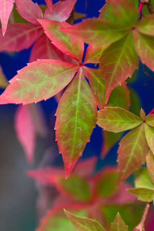 Five-leaved ivy creeper plant colorful autumnal leaves close upの写真素材