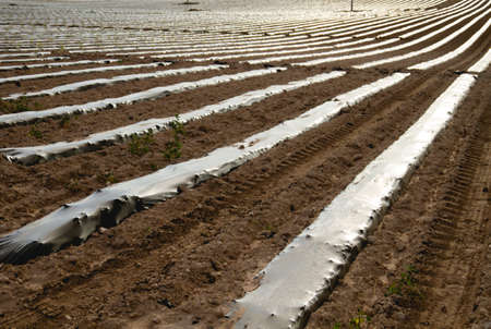 Vegetables plantation with plastic mulch fot weeds and moisture controlの写真素材