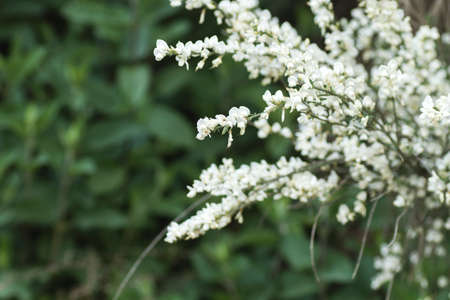 Retama white flowers blooming in springの写真素材