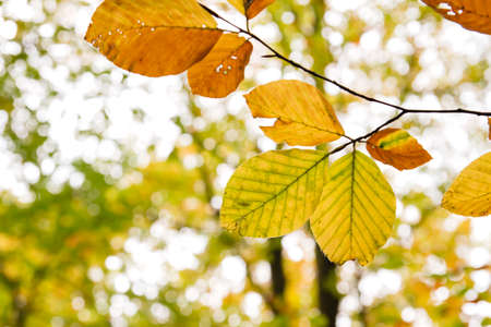Beech trees colorful autumnal foliage close upの写真素材
