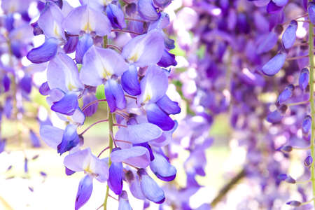 Wisteria purple flowers blooming in springの写真素材