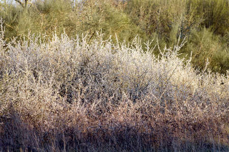Retama white flowers blooming in springの写真素材