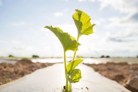 Watermelon plant green sprouts on plantation with plastic mulch for weeds and moisture controlの写真素材