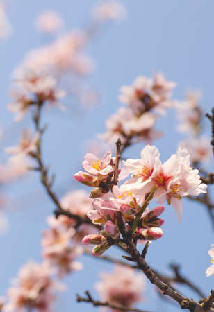 Almond tree blossoms flowers close upの写真素材