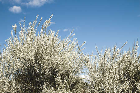 Retama white flowers blooming in springの写真素材