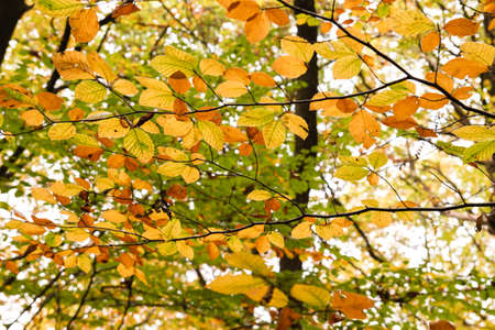 Beech trees colorful autumnal foliage close upの写真素材