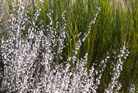 Retama white flowers blooming in springの写真素材
