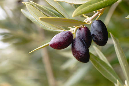 Detail of olive fruits ripening on the treeの写真素材
