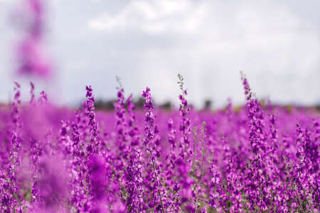 Delphinium or consolida ajacis purple flowers blooming in springの写真素材