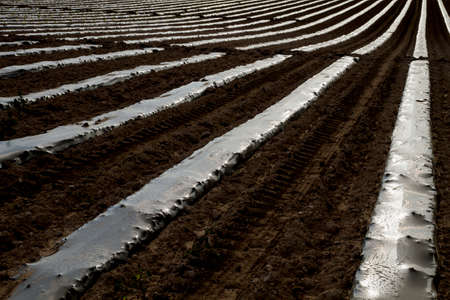 Watermelon plant green sprouts on plantation with plastic mulch for weeds and moisture controlの写真素材