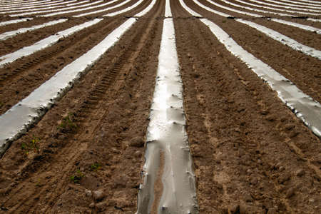 Watermelon plant green sprouts on plantation with plastic mulch for weeds and moisture controlの写真素材