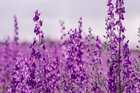 Delphinium or consolida ajacis purple flowers blooming in springの写真素材