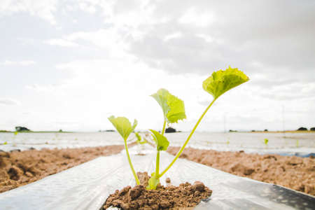 Watermelon plant green sprouts on plantation with plastic mulch for weeds and moisture controlの写真素材