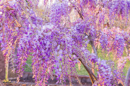 Wisteria purple flowers blooming in springの写真素材