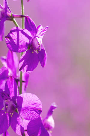 Delphinium or consolida ajacis purple flowers blooming in springの写真素材