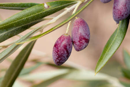 Detail of olive fruits ripening on the treeの写真素材